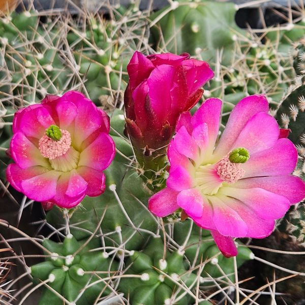 Echinocereus mojavensis